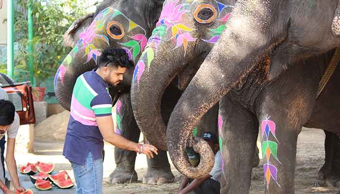 Elephant Feeding